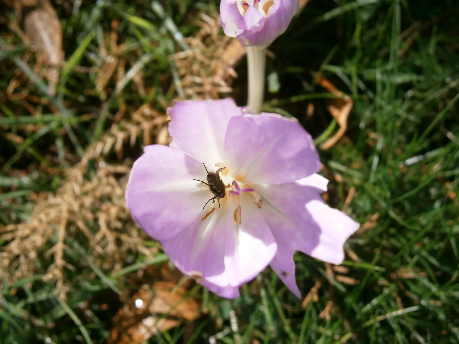 Autumn Crocus (Colchicum cilicicum) — despite being from a different family.<br><br>This plant prefers well-drained; caution: All plant parts are, image 49