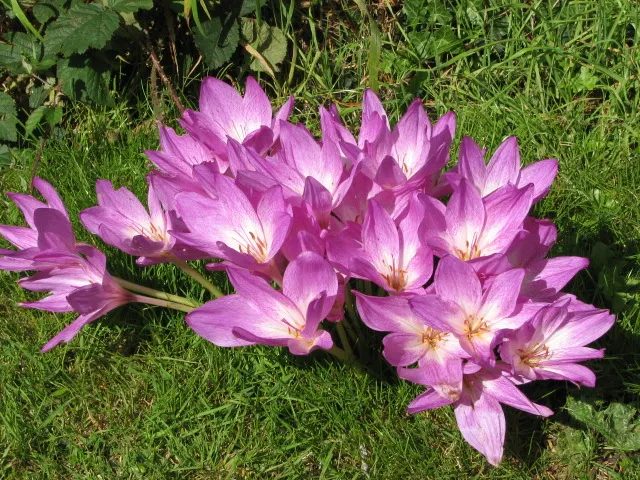 Autumn Crocus (Colchicum cilicicum) — it's essential to convey that the foliage of the Autumn Crocus will emerge in spring; thanks to the presence of colchicine