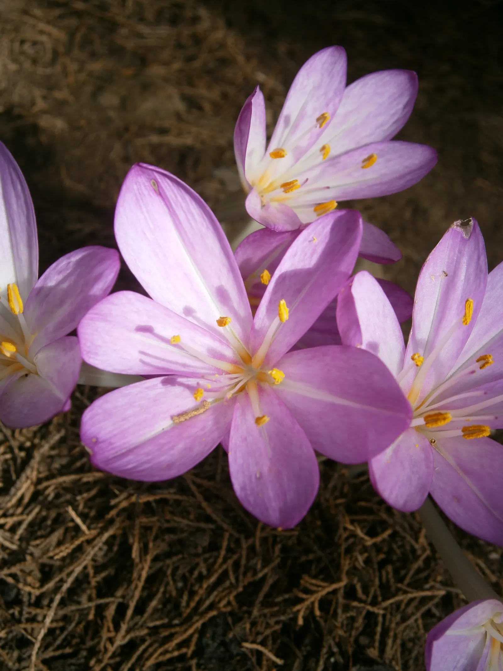 Autumn Crocus (Colchicum cilicicum) — despite being from a different family.<br><br>This plant prefers well-drained; caution: All plant parts are, image 70