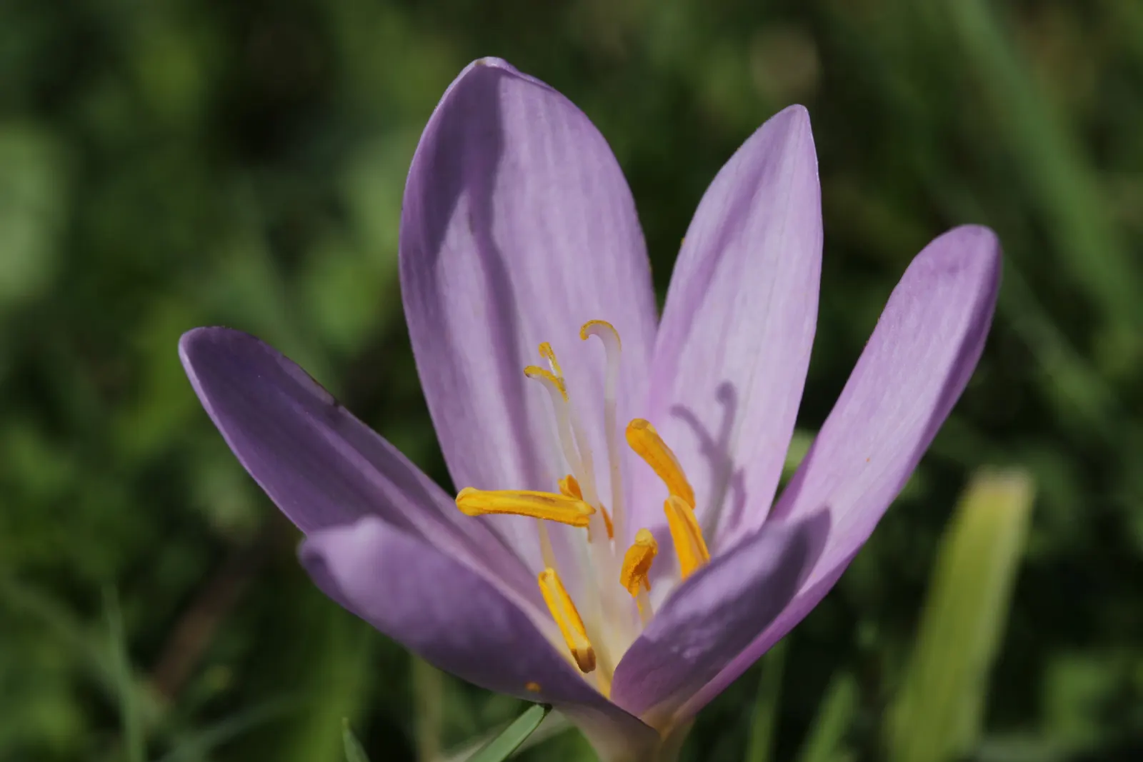 Autumn Crocus (Colchicum cilicicum) — Caution should be taken when planting this species; colchicum cilicicum will reward the autumn landscape with a