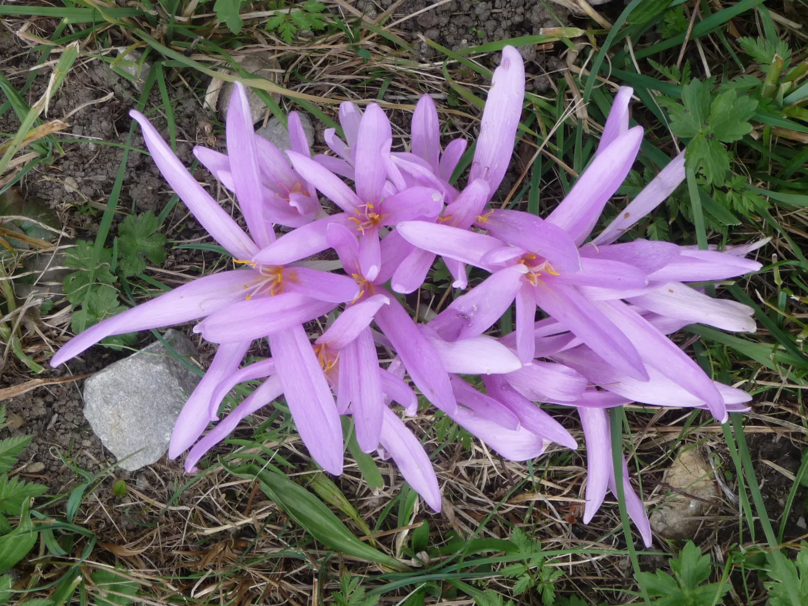 Autumn Crocus (Colchicum cilicicum) — Caution: All plant parts are toxic if ingested, image 25