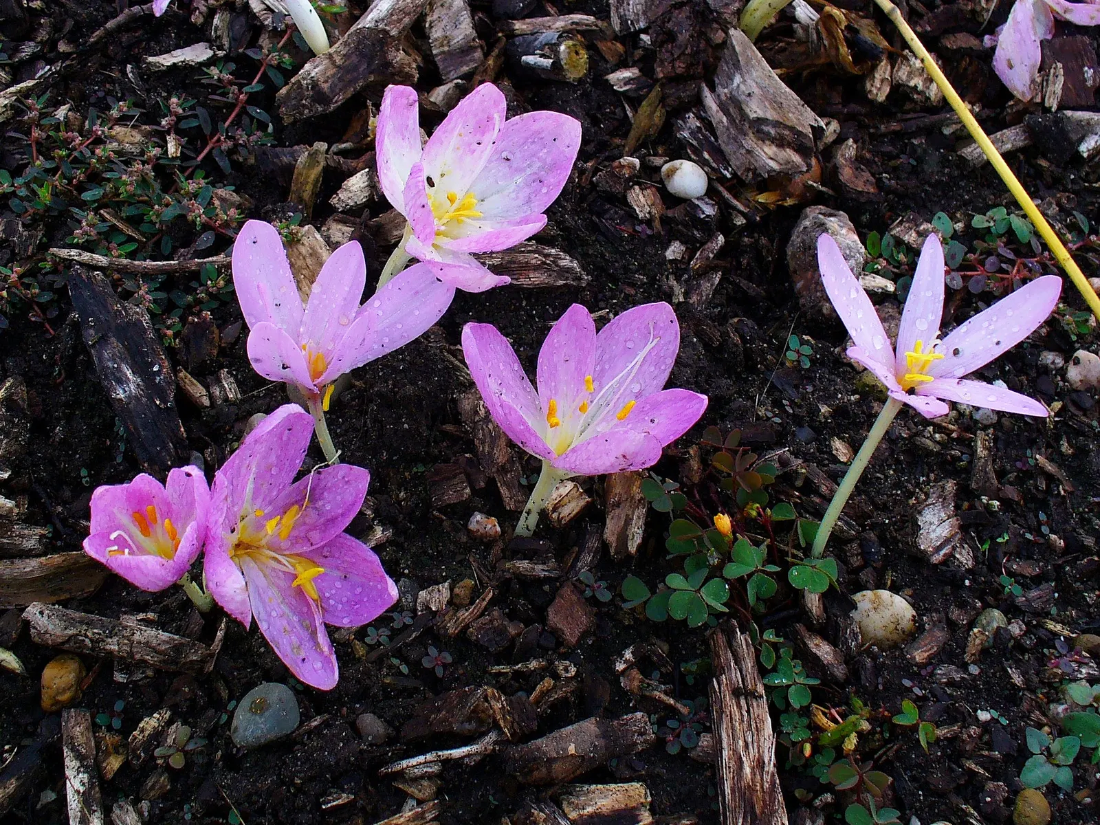 Autumn Crocus (Colchicum cilicicum) — Thriving in USDA zones 5-9, plant in partial shade or full sun in well-drained soil
