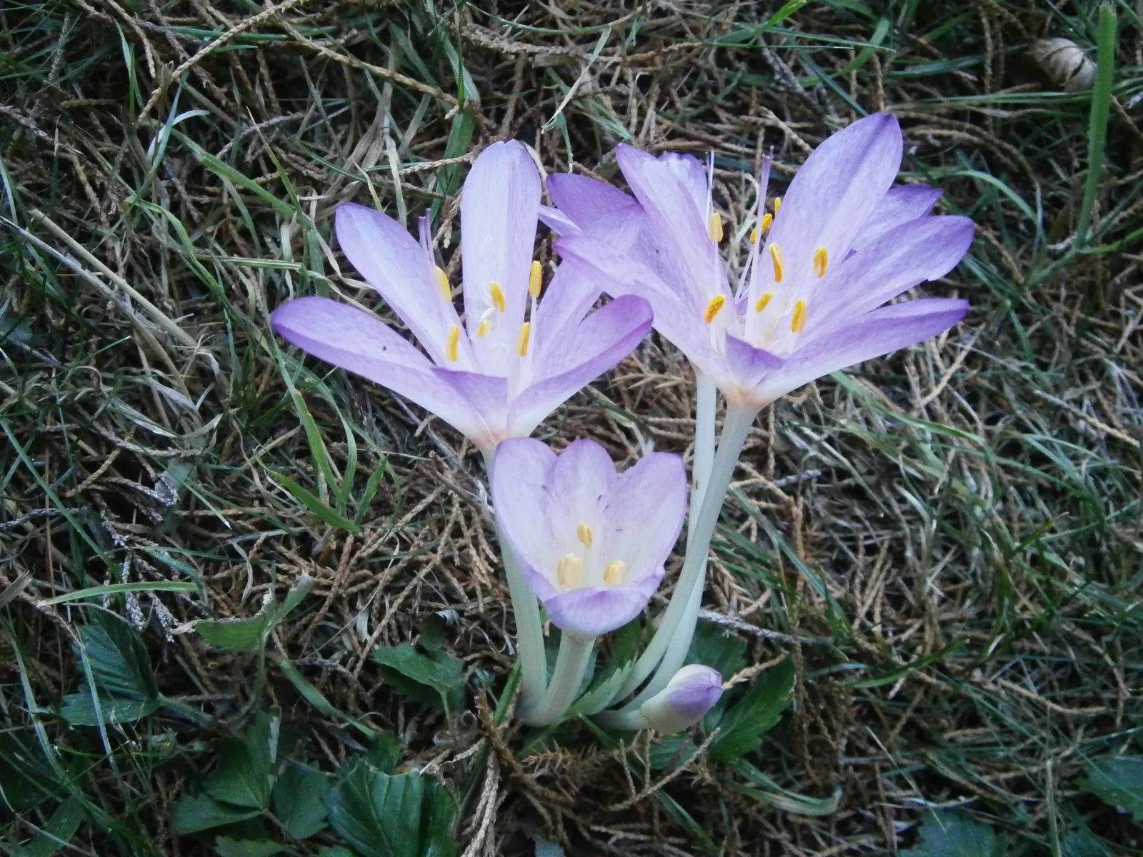Autumn Crocus (Colchicum cilicicum) — Space bulbs 6 inches apart and 3 inches deep for a naturalizing effect