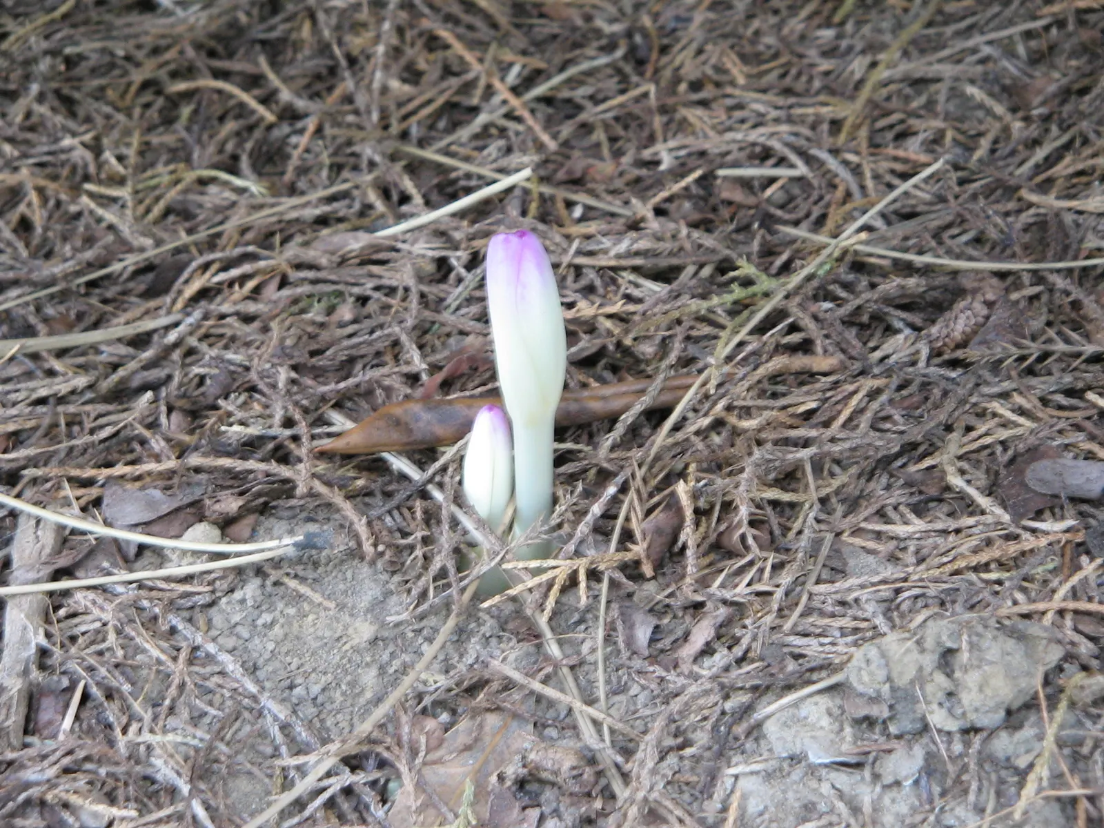 Autumn Crocus (Colchicum cilicicum) — especially in gardens frequented by children and pets.<br><br>For your clients; caution: All plant parts are, image 55