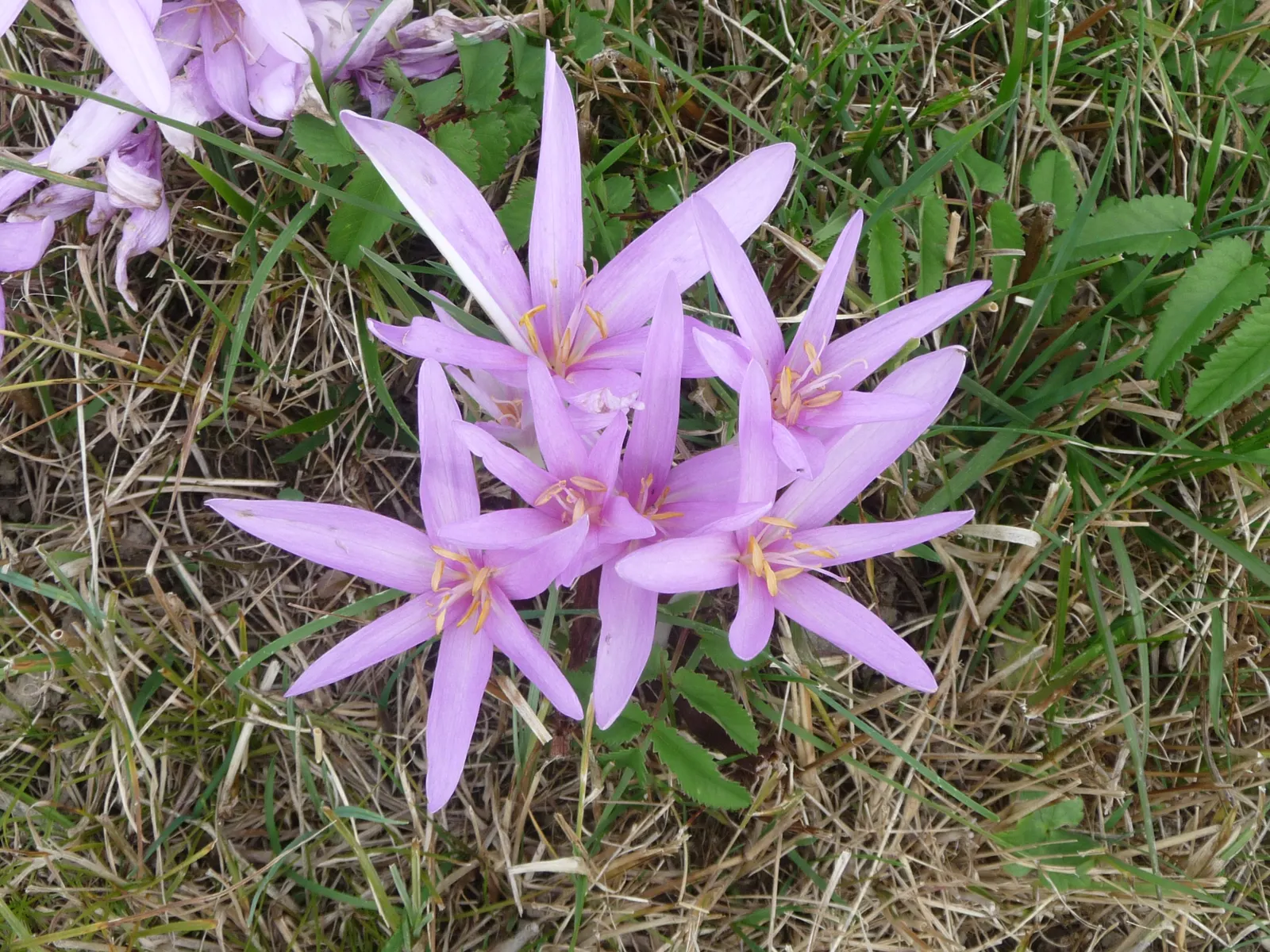 Autumn Crocus (Colchicum cilicicum) — humus-rich soil and can thrive in full sun to partial shade; thanks to the presence of colchicine