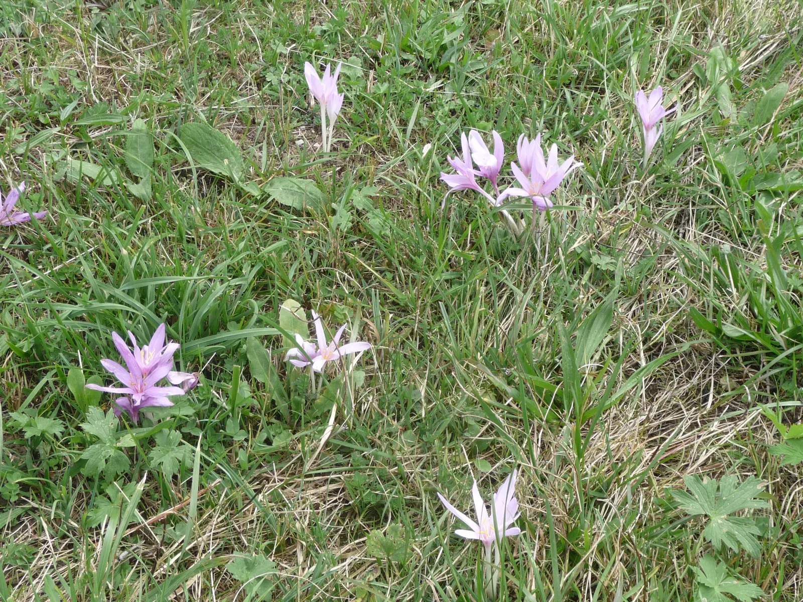 Autumn Crocus (Colchicum cilicicum) — The ideal planting depth is approximately 3 to 4 inches; colchicum cilicicum will reward the autumn landscape, image 51