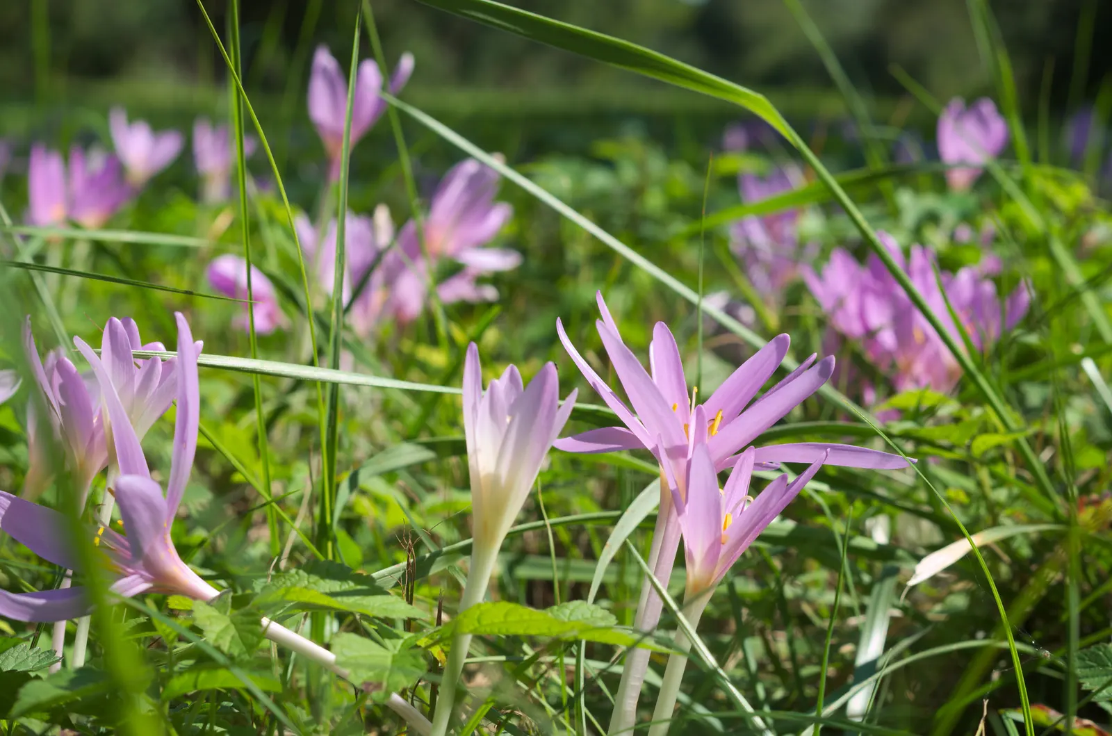 Autumn Crocus (Colchicum cilicicum) — bulb with purple blooms