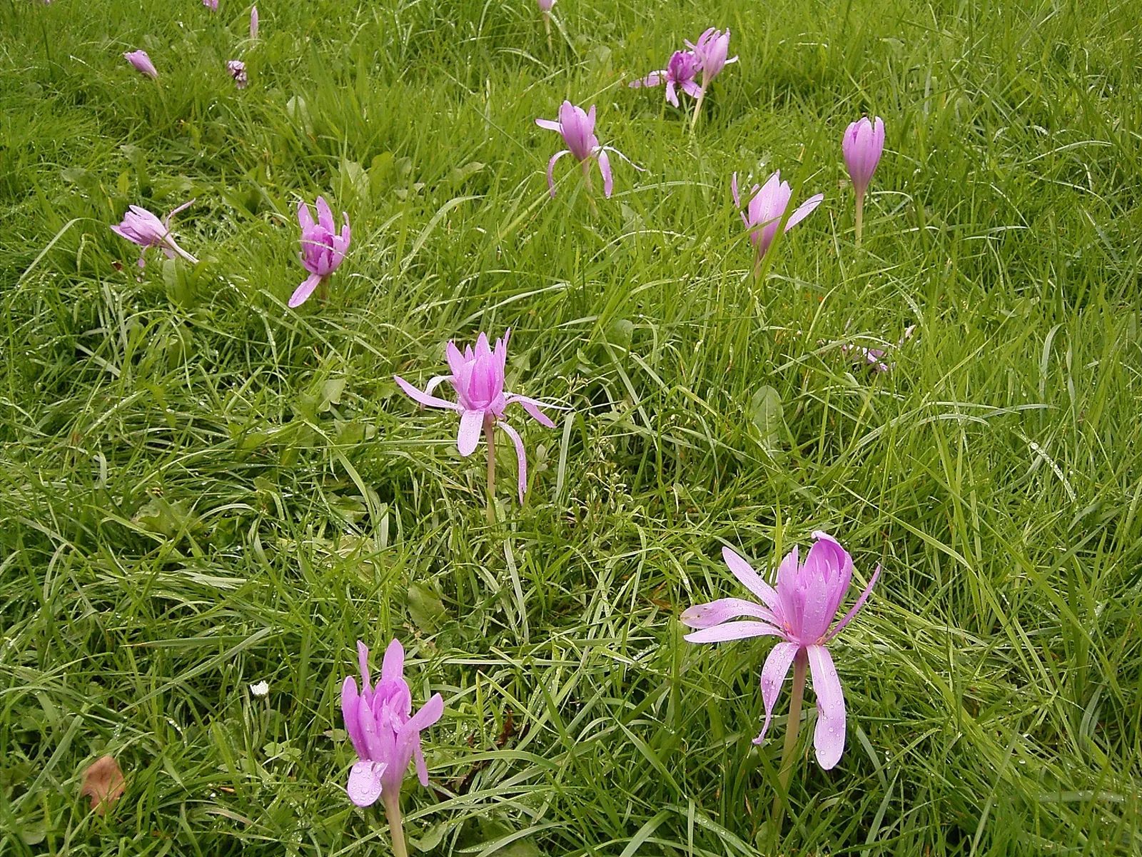 Autumn Crocus (Colchicum cilicicum) — lilac-pink flowers blossoming on 4 to 6 inch stems; colchicum cilicicum will reward the autumn landscape with, image 69