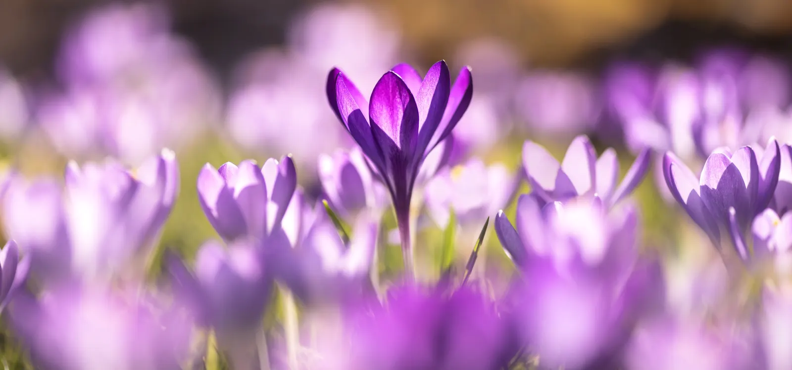Autumn Crocus (Colchicum cilicicum) — Caution should be taken when planting this species