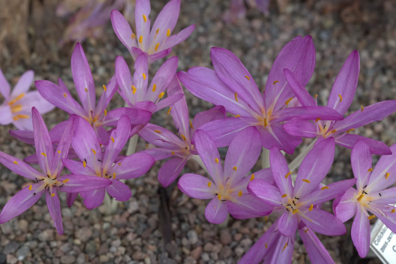 Autumn Crocus (Colchicum cilicicum) — Its distinctive blooms burst forth in late summer to autumn; thanks to the presence of colchicine