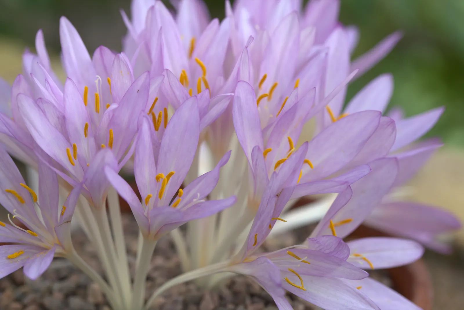 Autumn Crocus (Colchicum cilicicum) — Its distinctive blooms burst forth in late summer to autumn; thanks to the presence of colchicine, image 68