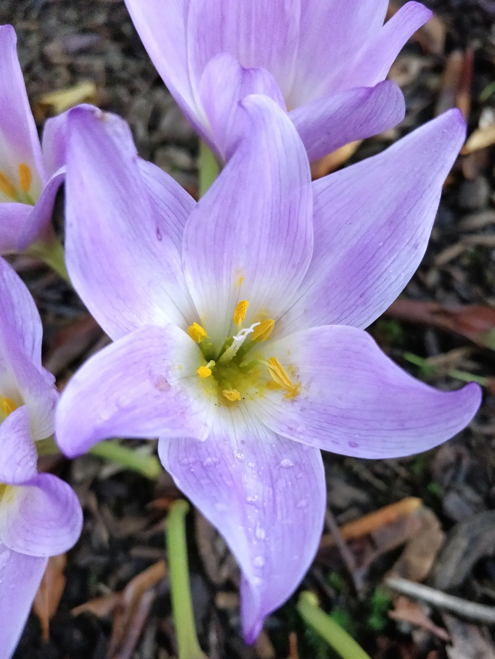 Autumn Crocus (Colchicum cilicicum) — thanks to the presence of colchicine, image 53