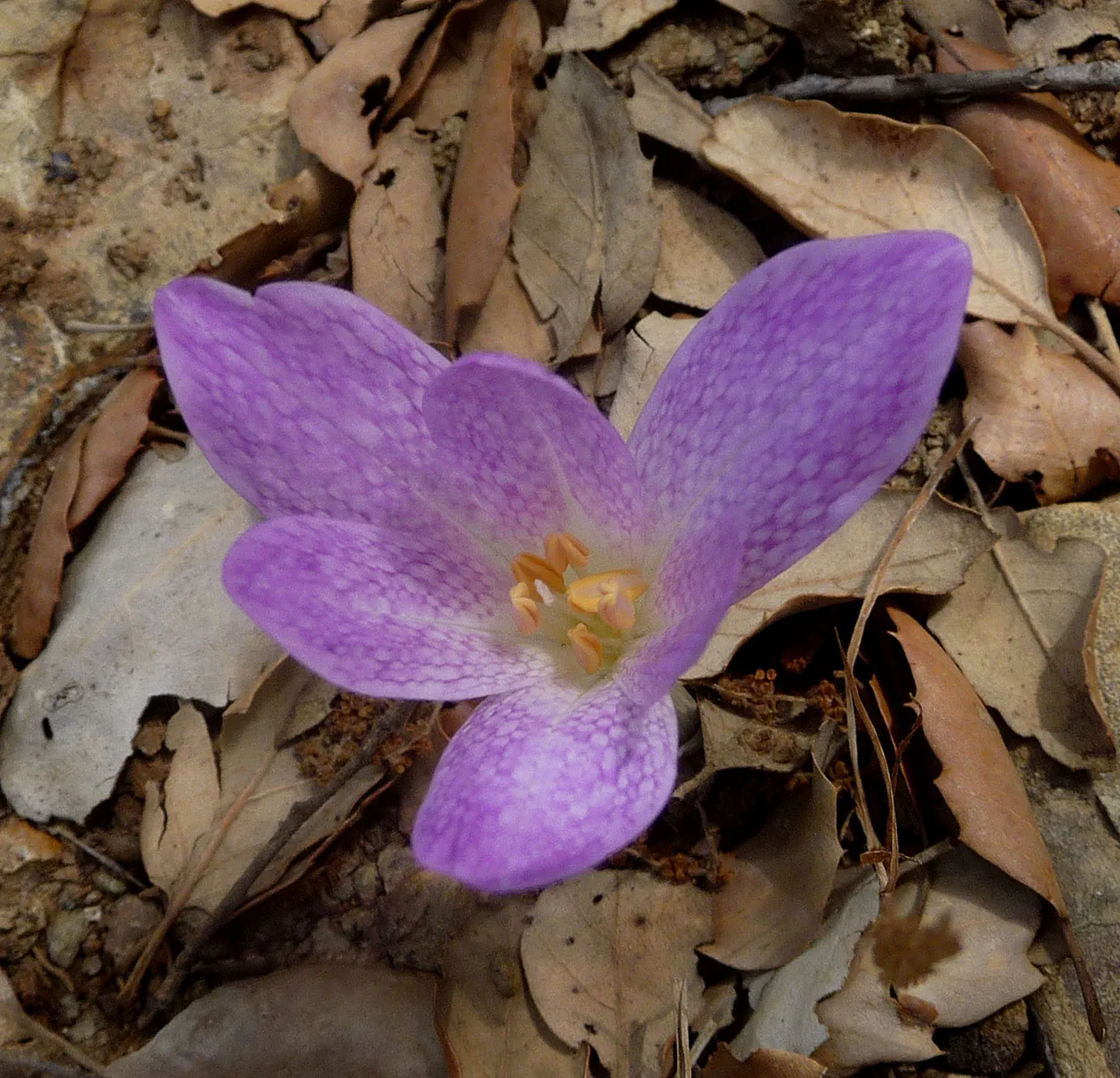 Autumn Crocus (Colchicum cilicicum) — bulb with purple blooms; thanks to the presence of colchicine, image 62