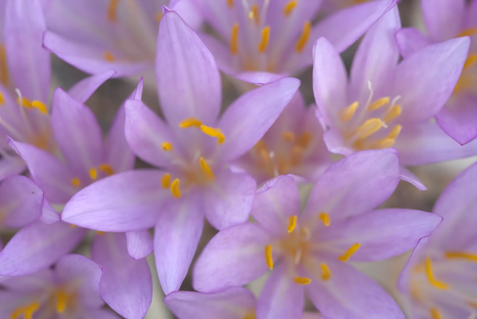Autumn Crocus (Colchicum cilicicum) — ensuring the corms are planted with enough soil above them to protect from harsh weather