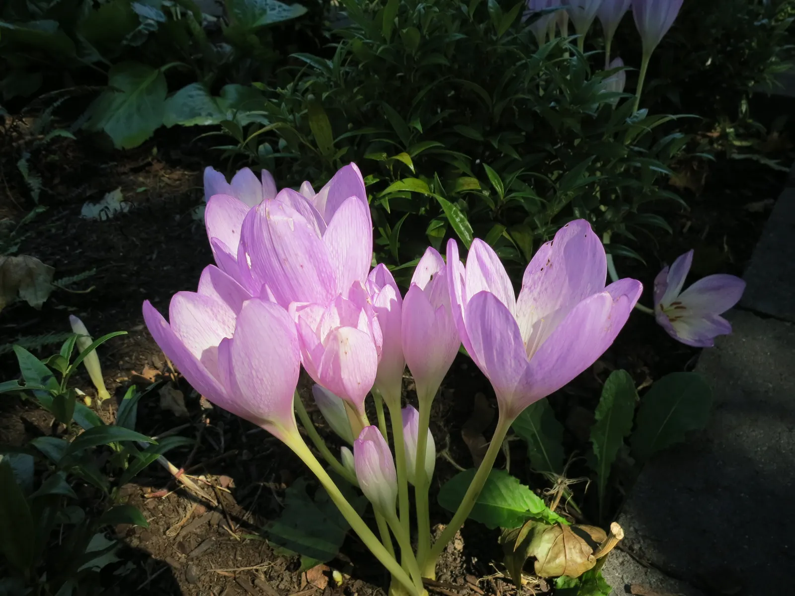 Autumn Crocus (Colchicum cilicicum) — Colchicum cilicicum will reward the autumn landscape with a surprising splash of color as the year wanes, image 60