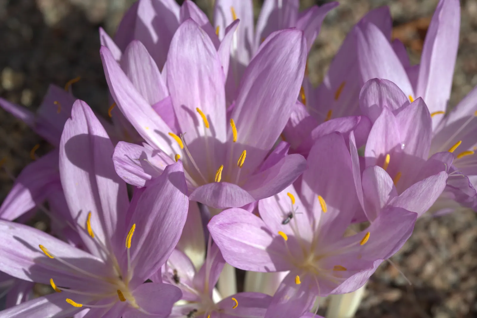 Autumn Crocus (Colchicum cilicicum) — humus-rich soil and can thrive in full sun to partial shade; thanks to the presence of colchicine, image 71