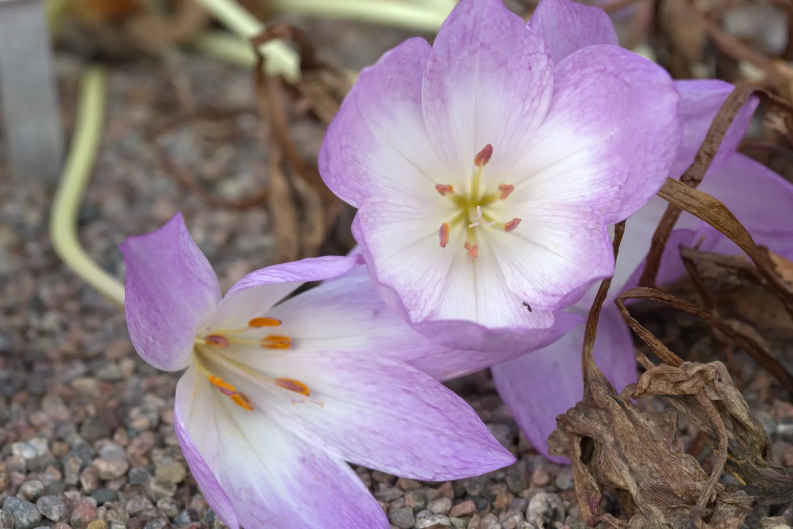 Autumn Crocus (Colchicum cilicicum) — Colchicum cilicicum will reward the autumn landscape with a surprising splash of color as the year wanes, image 39