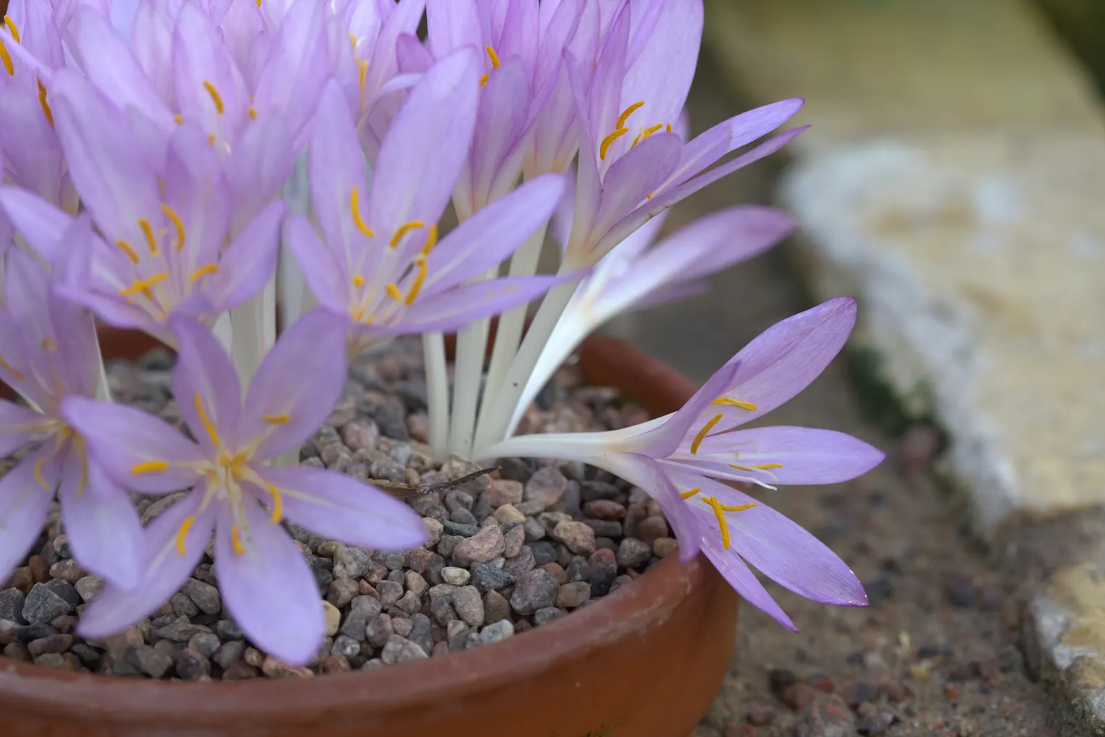 Autumn Crocus (Colchicum cilicicum) — Colchicum cilicicum will reward the autumn landscape with a surprising splash of color as the year wanes