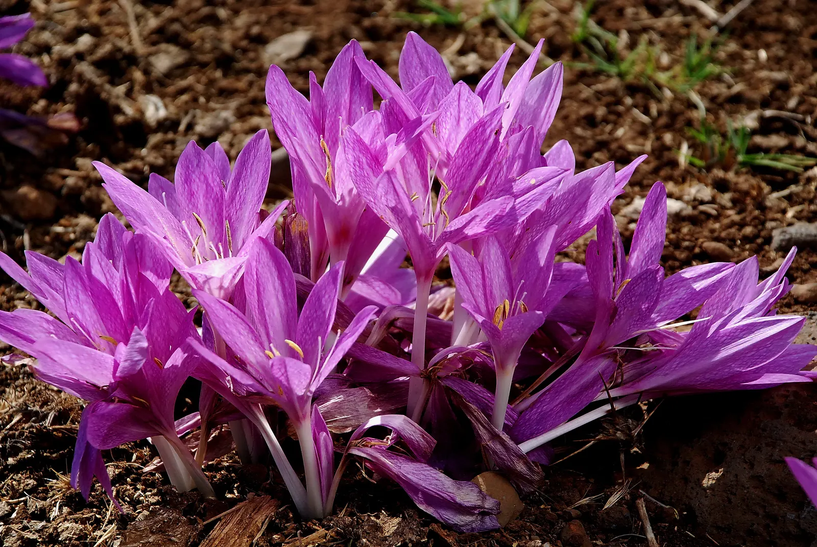 Autumn Crocus (Colchicum cilicicum) — humus-rich soil and can thrive in full sun to partial shade