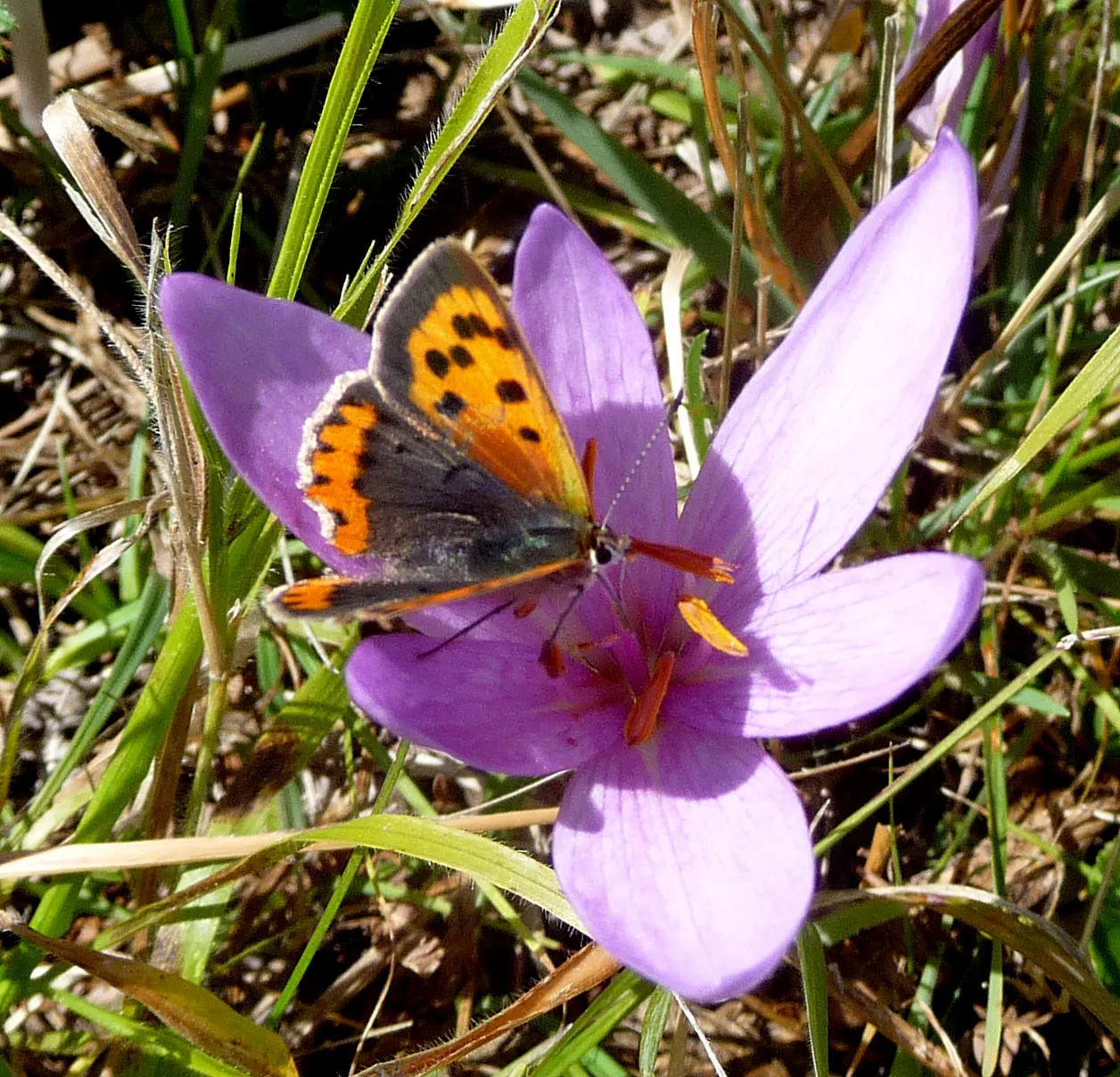 Autumn Crocus (Colchicum cilicicum) — Space bulbs 6 inches apart and 3 inches deep for a naturalizing effect; colchicum cilicicum will reward the, image 66