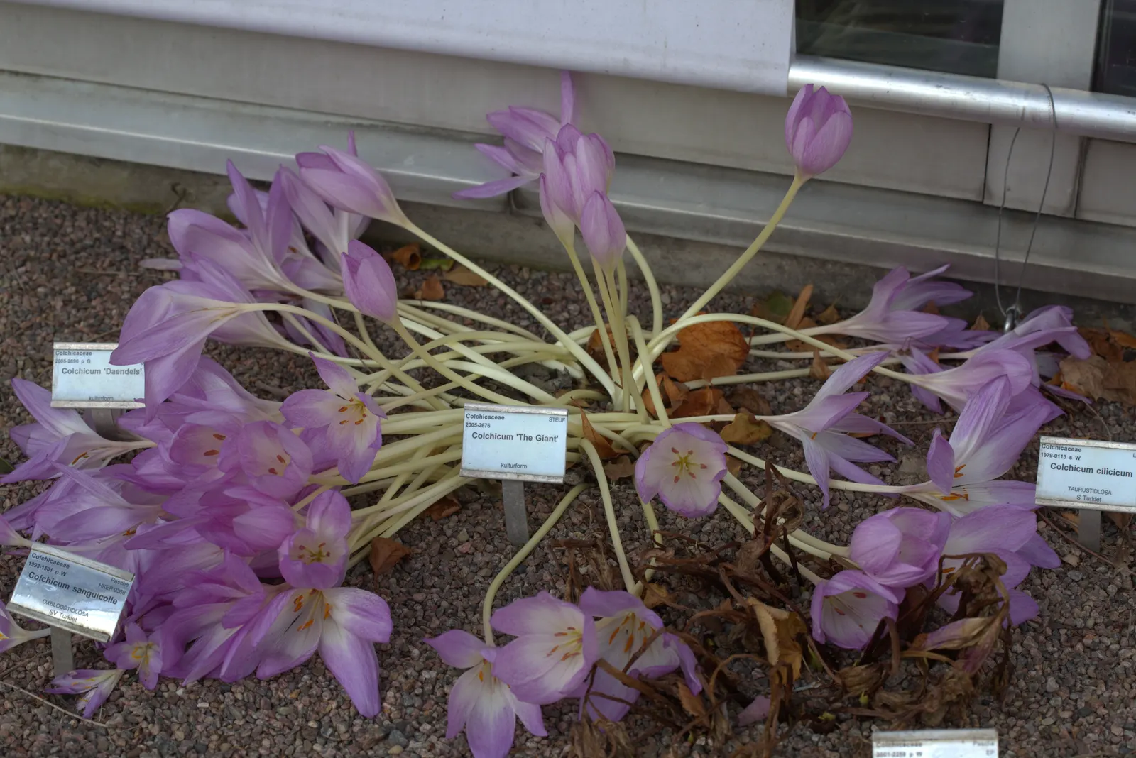 Autumn Crocus (Colchicum cilicicum) — lilac-pink flowers blossoming on 4 to 6 inch stems; colchicum cilicicum will reward the autumn landscape with, image 48
