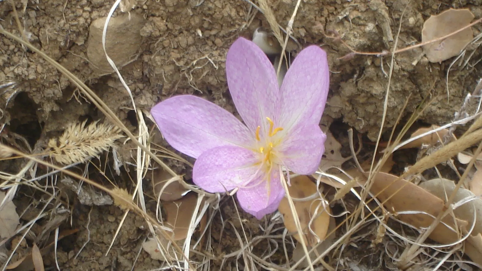 Autumn Crocus (Colchicum cilicicum) — ensuring the corms are planted with enough soil above them to protect from harsh weather; caution: All plant parts are