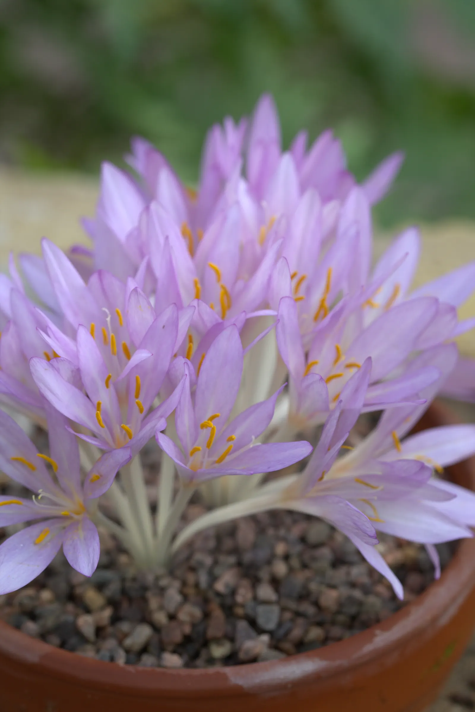Autumn Crocus (Colchicum cilicicum) — Its distinctive blooms burst forth in late summer to autumn