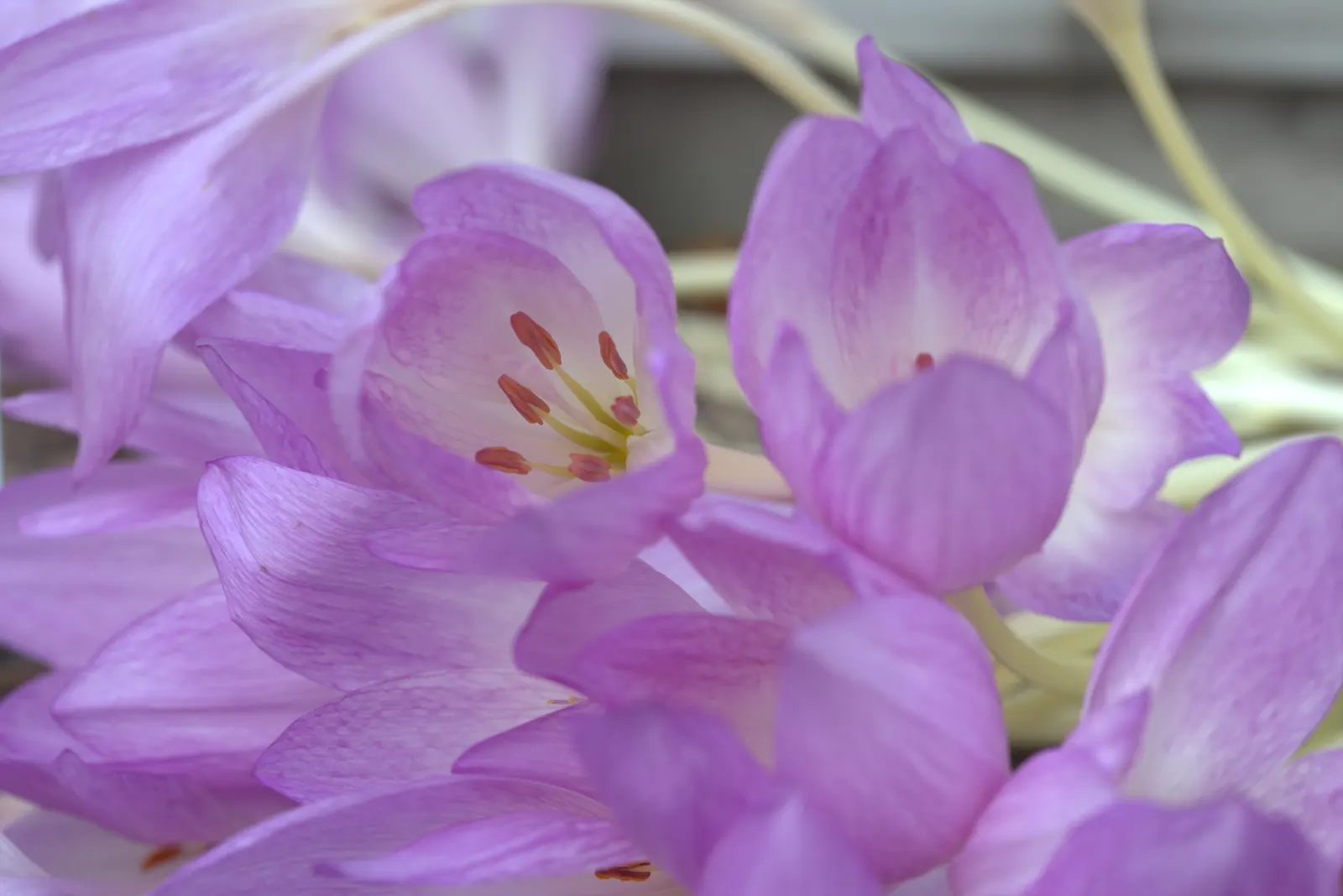 Autumn Crocus (Colchicum cilicicum) — bulb with purple blooms; thanks to the presence of colchicine