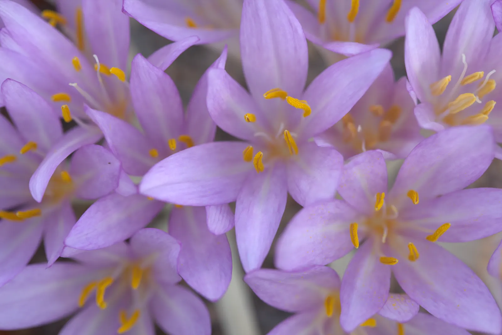 Autumn Crocus (Colchicum cilicicum) — bulb for full or half