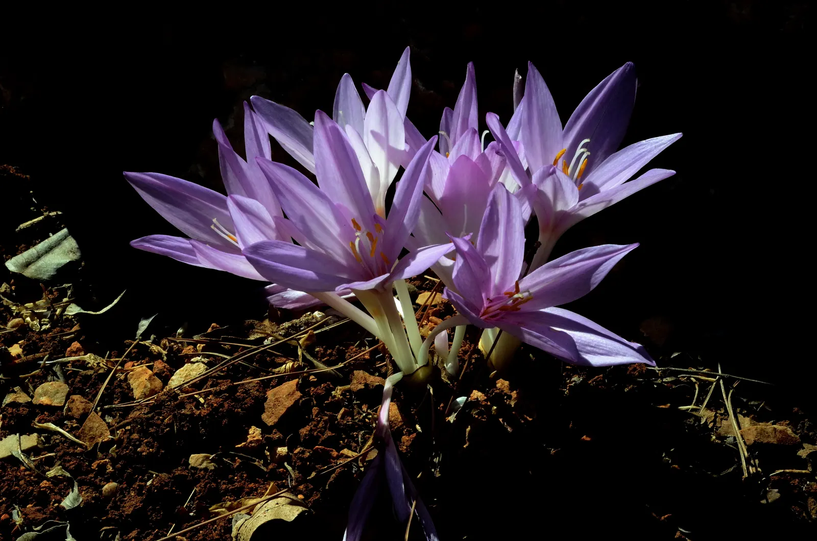 Autumn Crocus (Colchicum cilicicum) — The ideal planting depth is approximately 3 to 4 inches; colchicum cilicicum will reward the autumn landscape, image 72