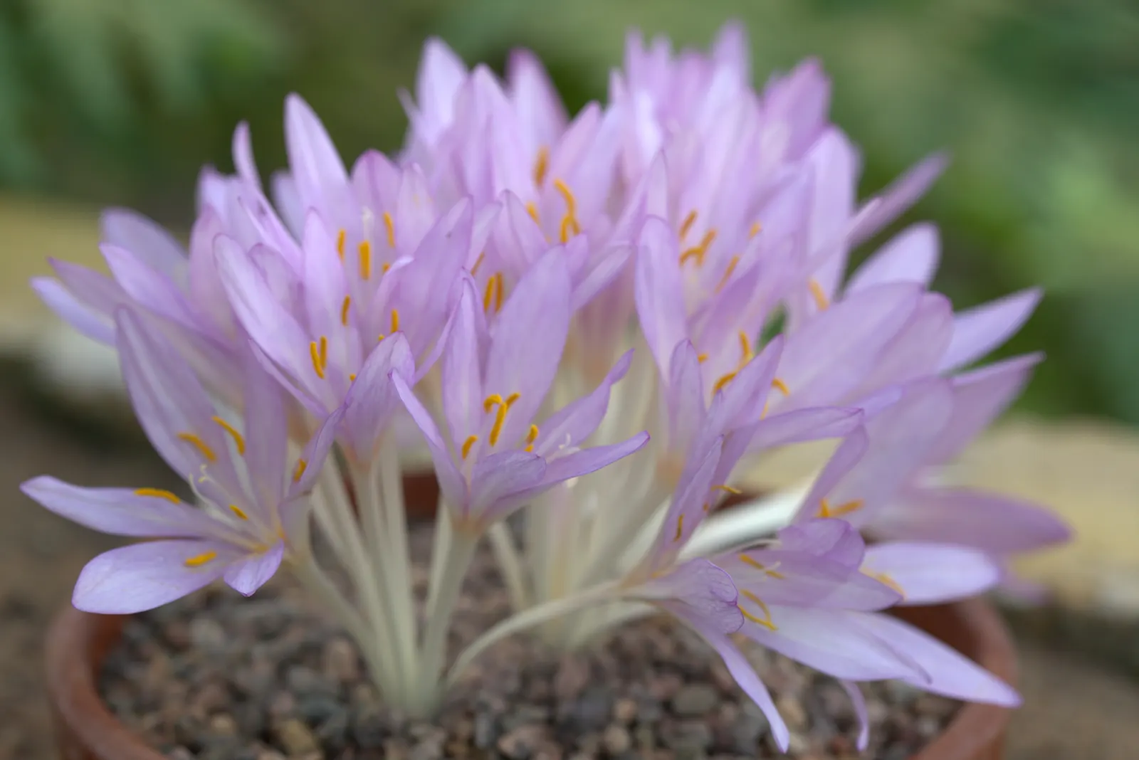 Autumn Crocus (Colchicum cilicicum) — Blossoming in fall, each bulb produces up to 6-inch-tall blossoms, with foliage emerging in spring; caution, image 64