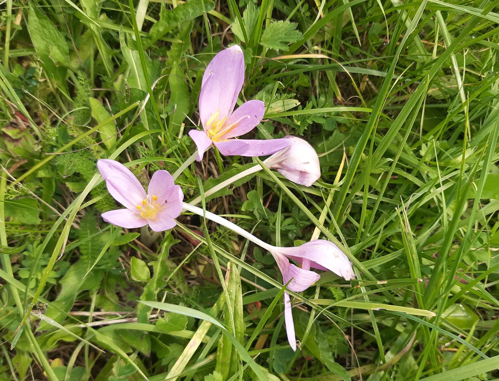 Autumn Crocus (Colchicum cilicicum) — Its lifecycle is a helpful reminder for maintenance