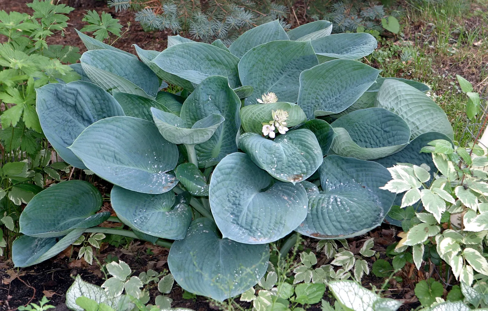 Abiqua Drinking Gourd Hosta (Hosta 'Abiqua Drinking Gourd') — resembling a drinking gourd