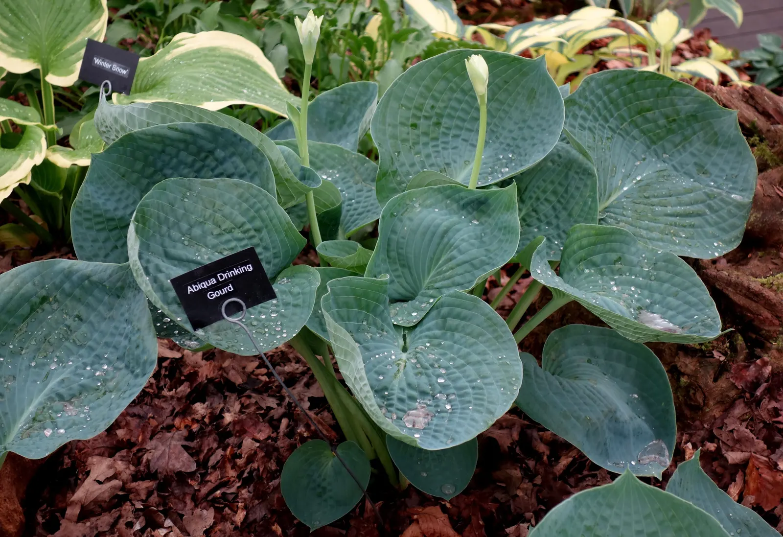 Abiqua Drinking Gourd Hosta (Hosta 'Abiqua Drinking Gourd') — 16-inch leaves with a distinct cupped shape