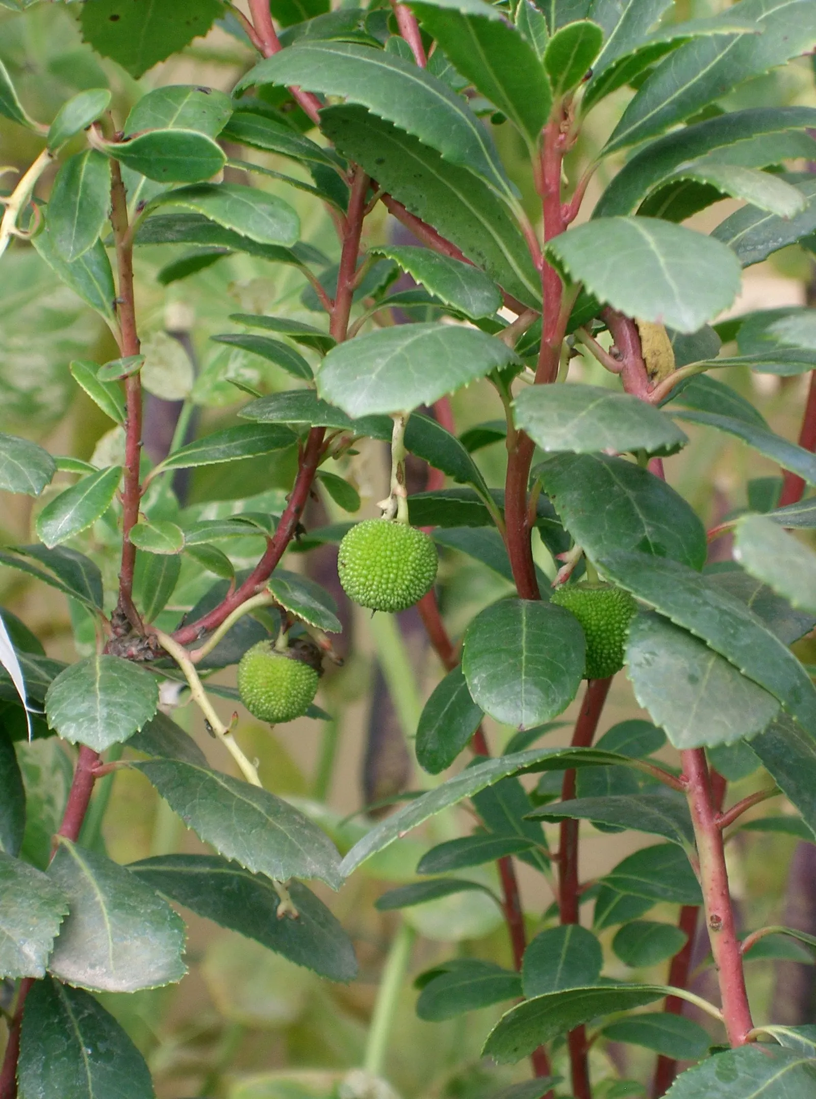 Dwarf Strawberry Tree (Arbutus Unedo 'Compacta') — The Dwarf Strawberry Tree (Arbutus unedo 'Compacta') is an evergreen shrub