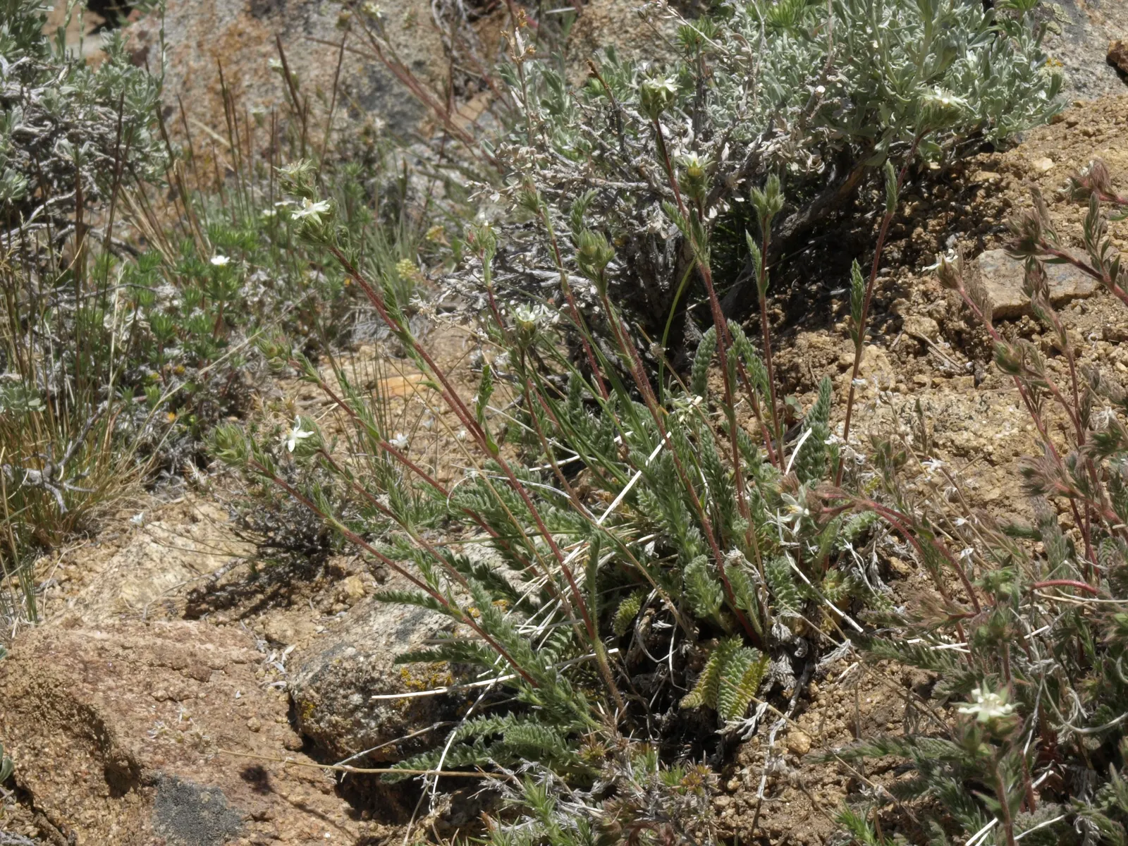 Prickly Phlox (Linanthus Californicus) — creating a carpet of color that is both eye-catching and fragrant
