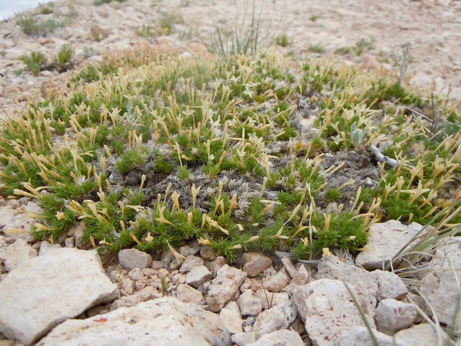 Prickly Phlox (Linanthus Californicus) — which are a matte grey-green hue