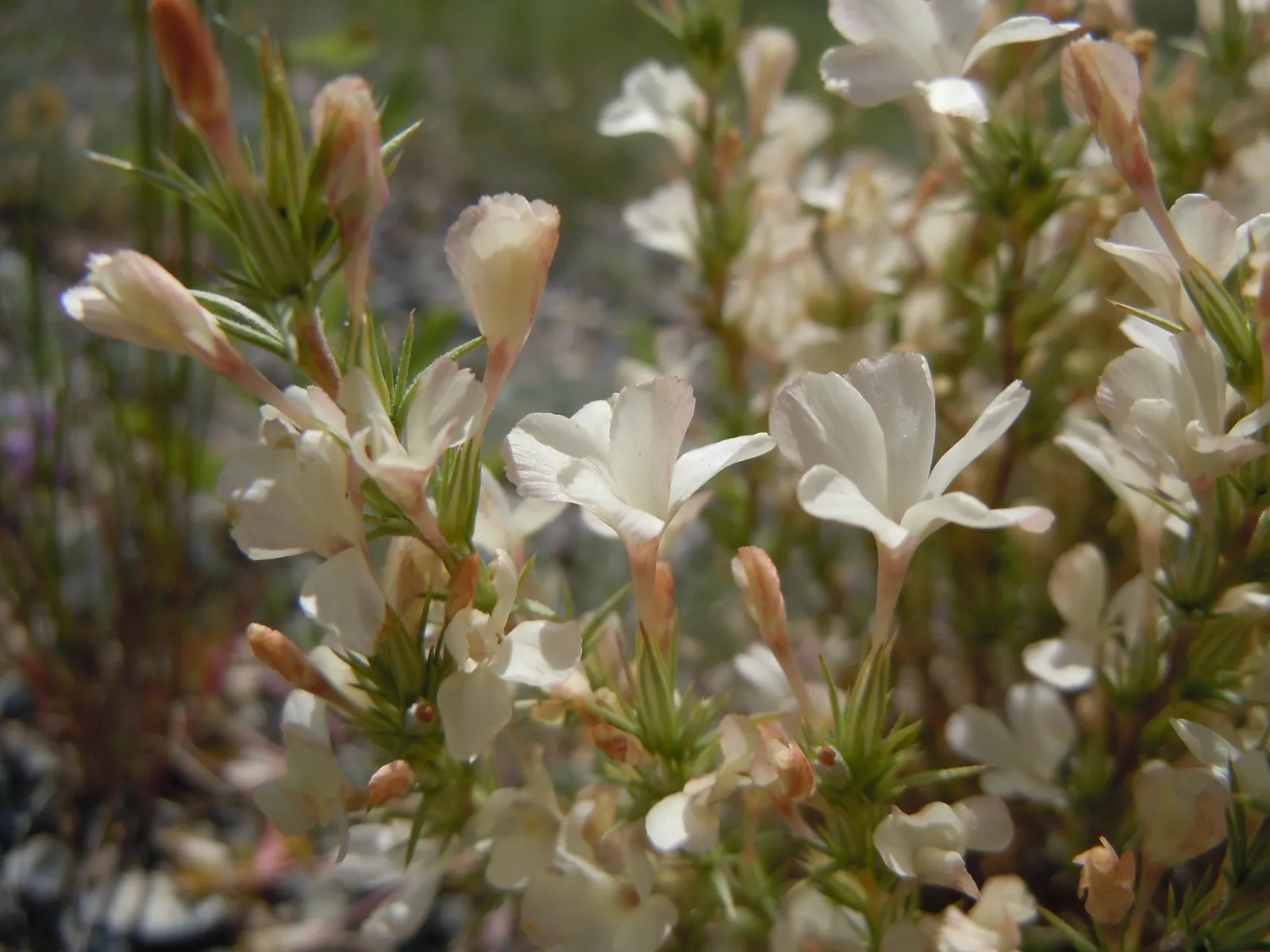 Prickly Phlox (Linanthus Californicus) — particularly those with a penchant for native California flora