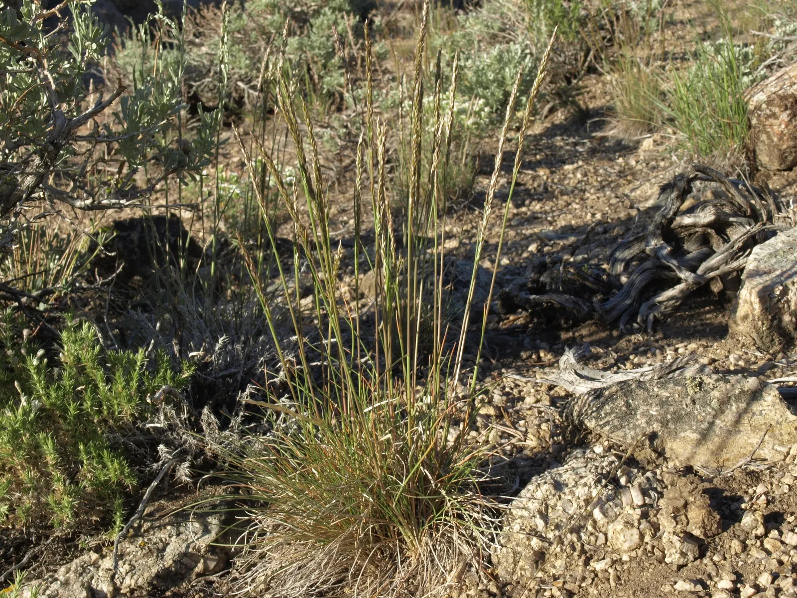 Prickly Phlox (Linanthus Californicus) — offering a textural contrast in garden designs