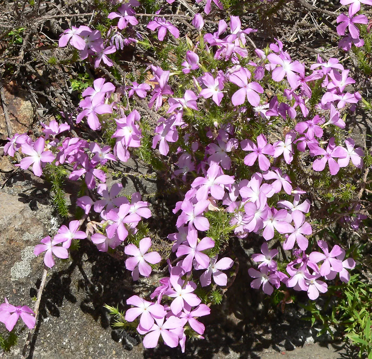 Prickly Phlox (Linanthus Californicus) — as it is intolerant of waterlogged conditions