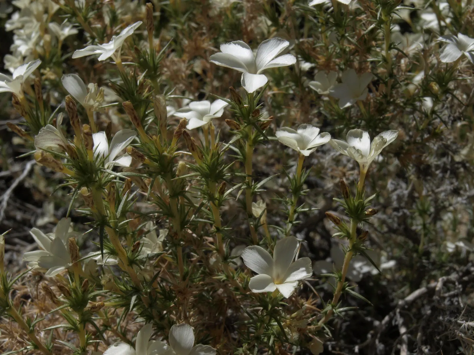 Prickly Phlox (Linanthus Californicus) — it produces an abundance of pink to lavender flowers