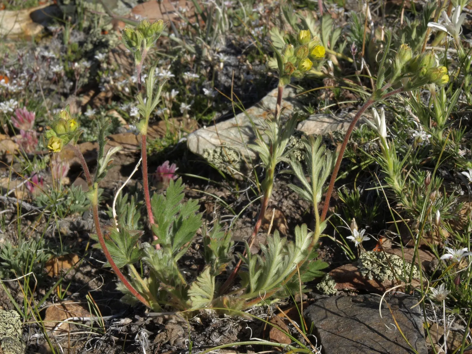 Prickly Phlox (Linanthus Californicus) — each consisting of a delicate array of five lobes