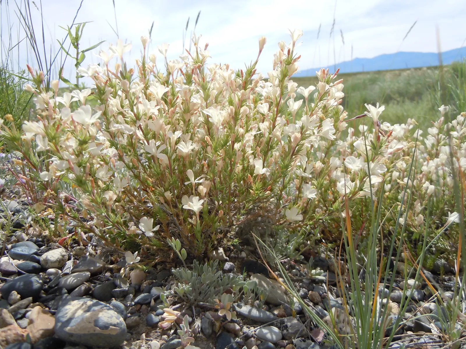 Prickly Phlox (Linanthus Californicus) — making it an ideal choice for rock gardens and coastal settings