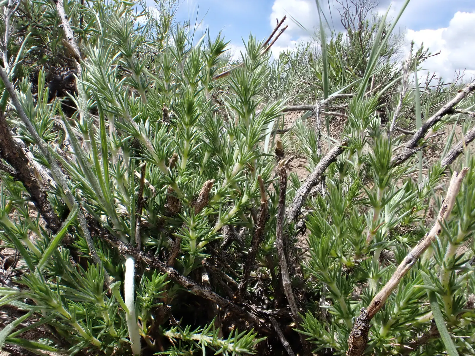 Prickly Phlox (Linanthus Californicus) — needle-like foliage reaching a height of about 1 to 2 feet