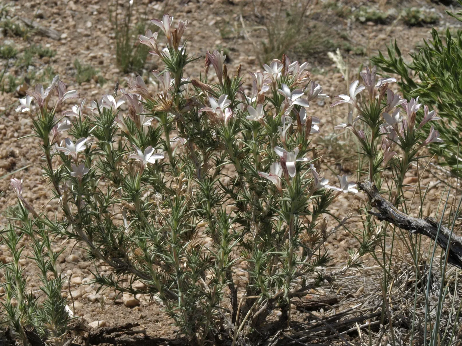 Prickly Phlox (Linanthus Californicus) — Average, sandy or rocky soils will provide the best growth circumstances, reflective of its natural habitat