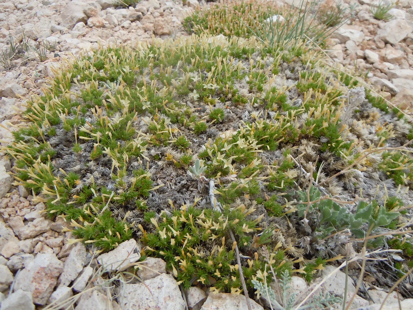 Prickly Phlox (Linanthus Californicus) — Thriving in hardiness zones 7-10