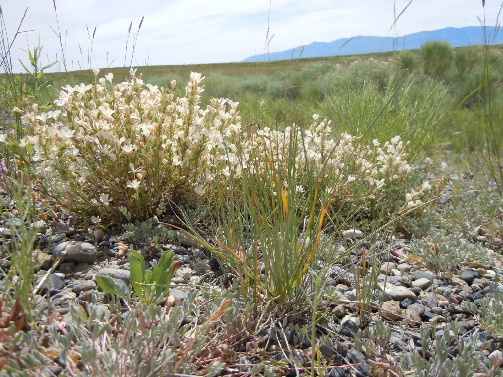 Prickly Phlox (Linanthus Californicus) — Its growth habit is compact