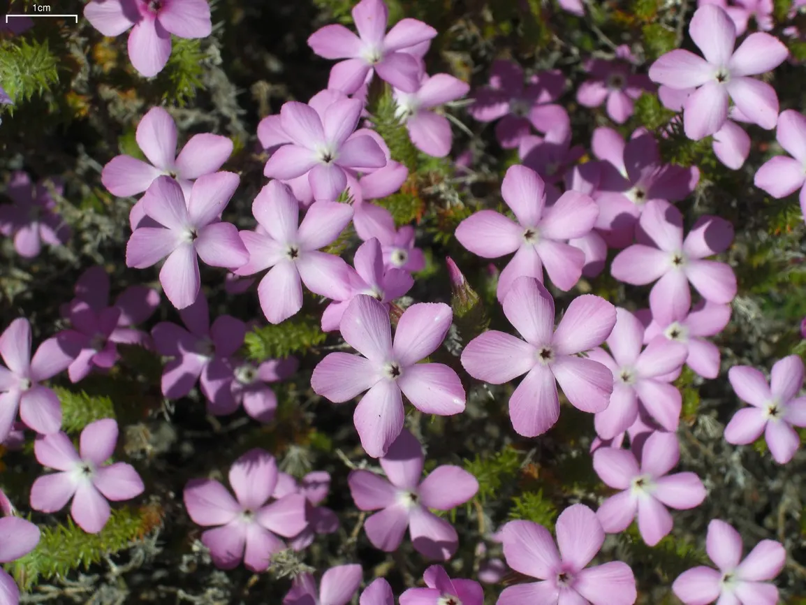 Prickly Phlox (Linanthus Californicus) — and contribution to a water-wise and pollinator-friendly landscape