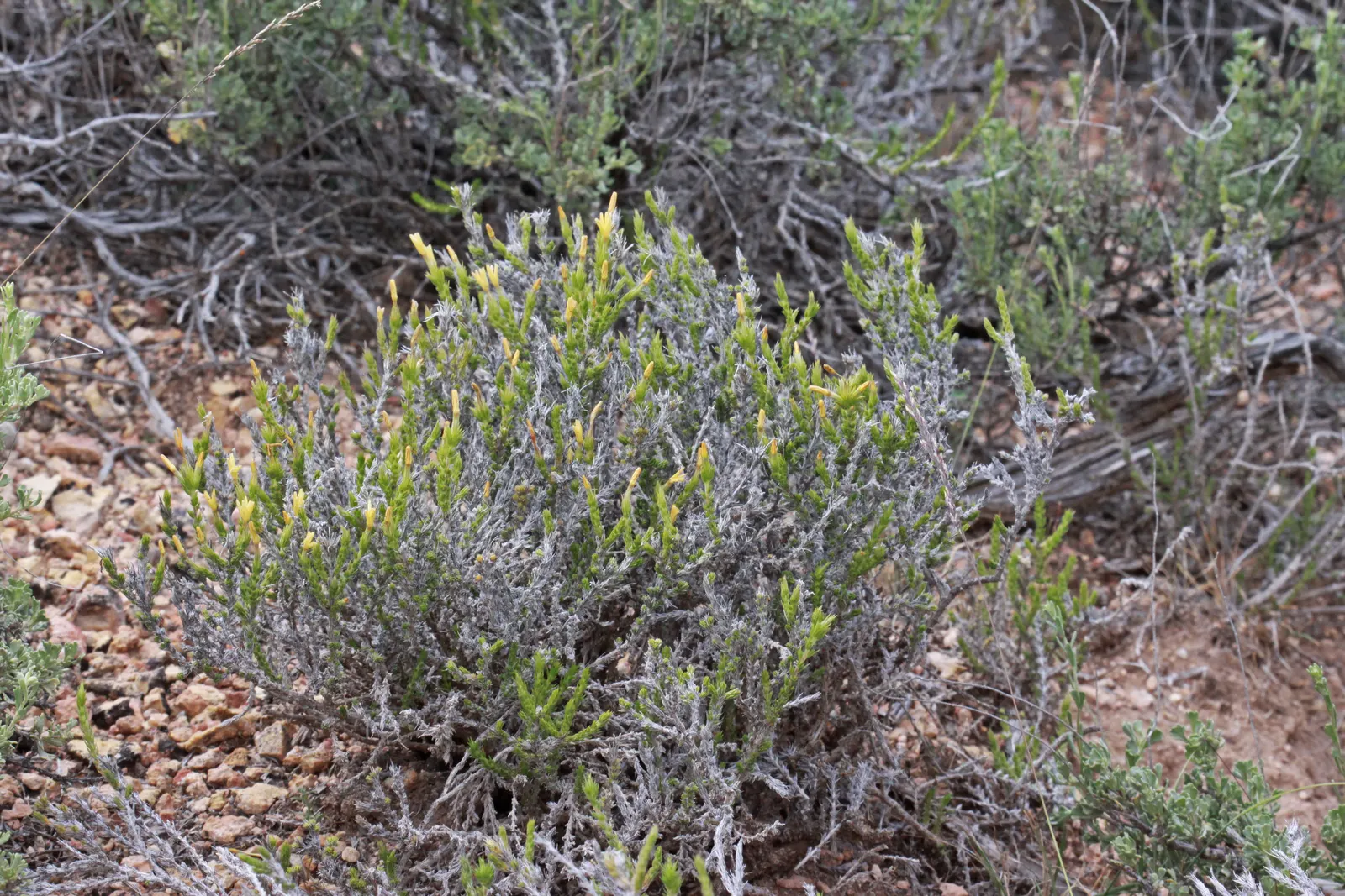 Prickly Phlox (Linanthus Californicus) — it prefers full sun and well-drained soils