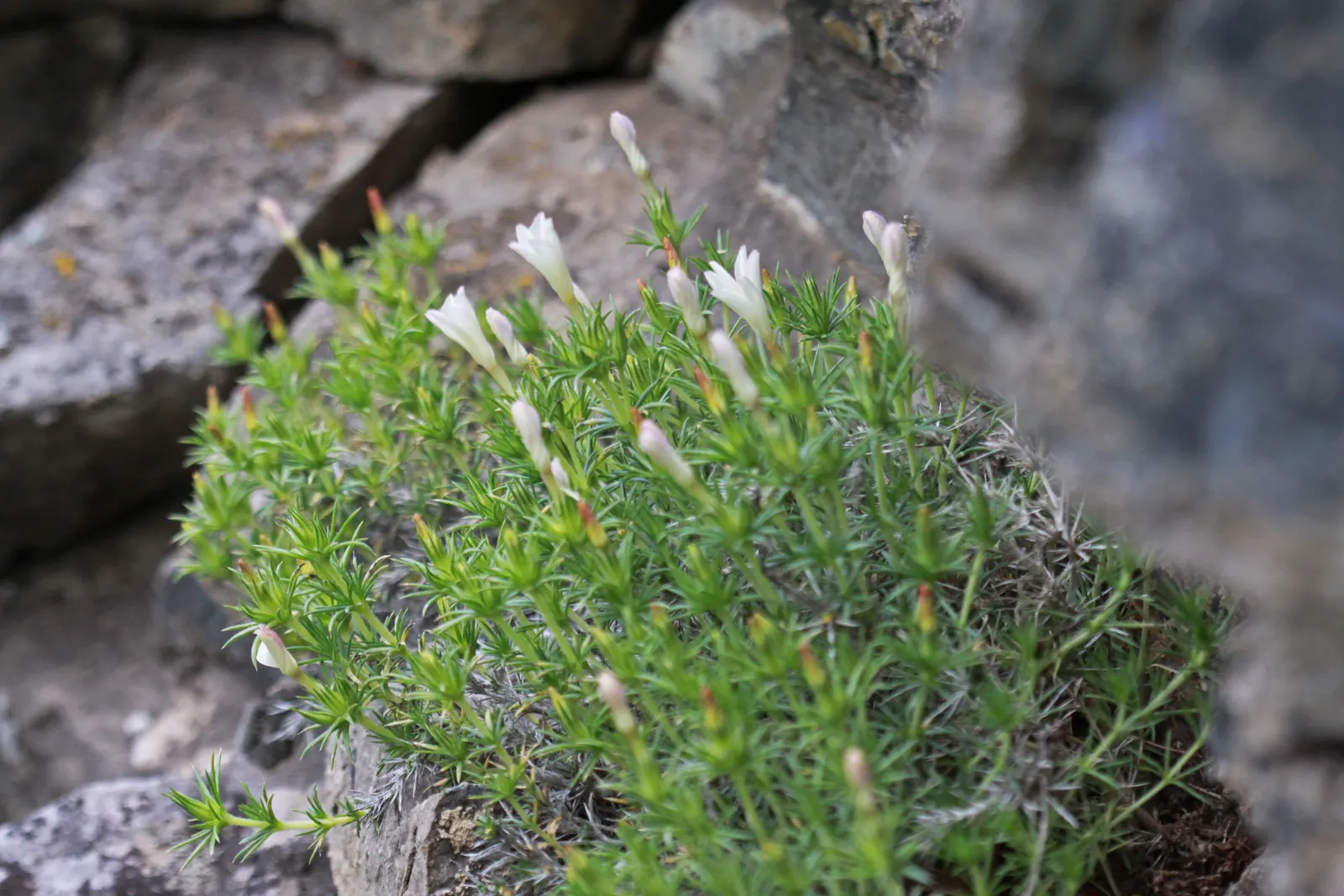 Prickly Phlox (Linanthus Californicus) — presents itself as a remarkable and resilient perennial that would make a unique addition to any garden space